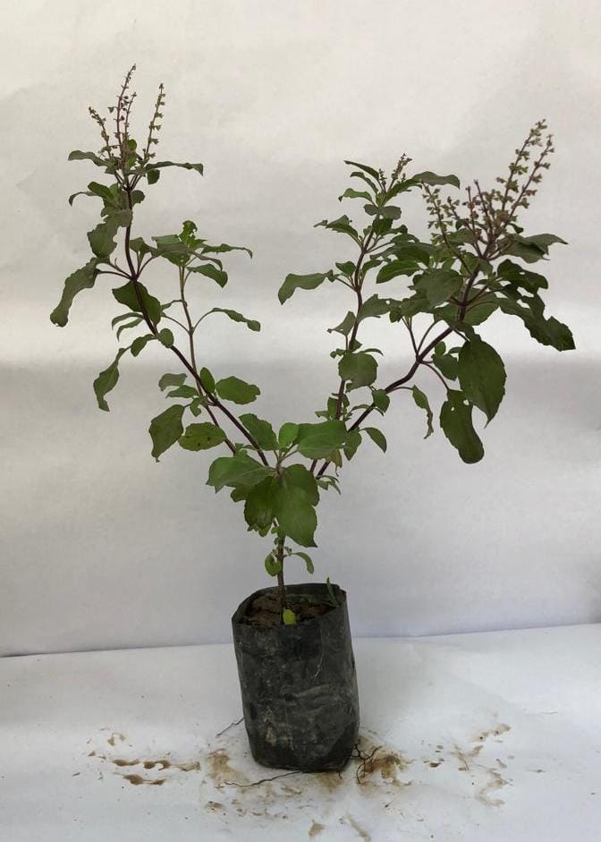 Shyam Tulsi 